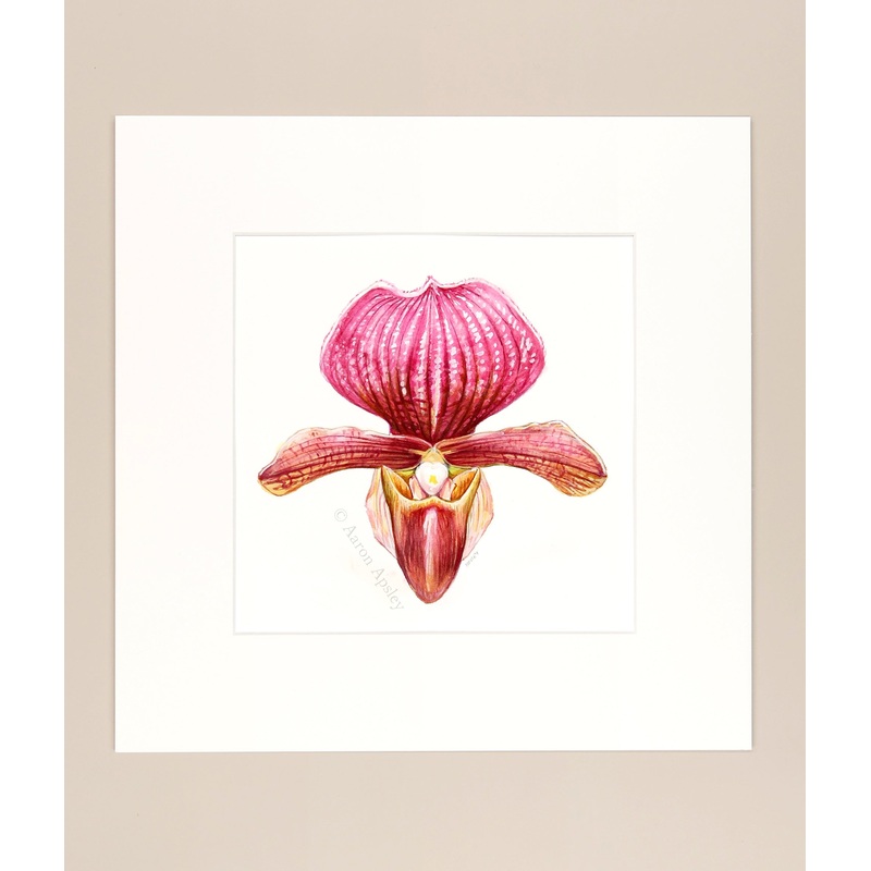 Paphiopedilum charlesworthii – Original Watercolor
