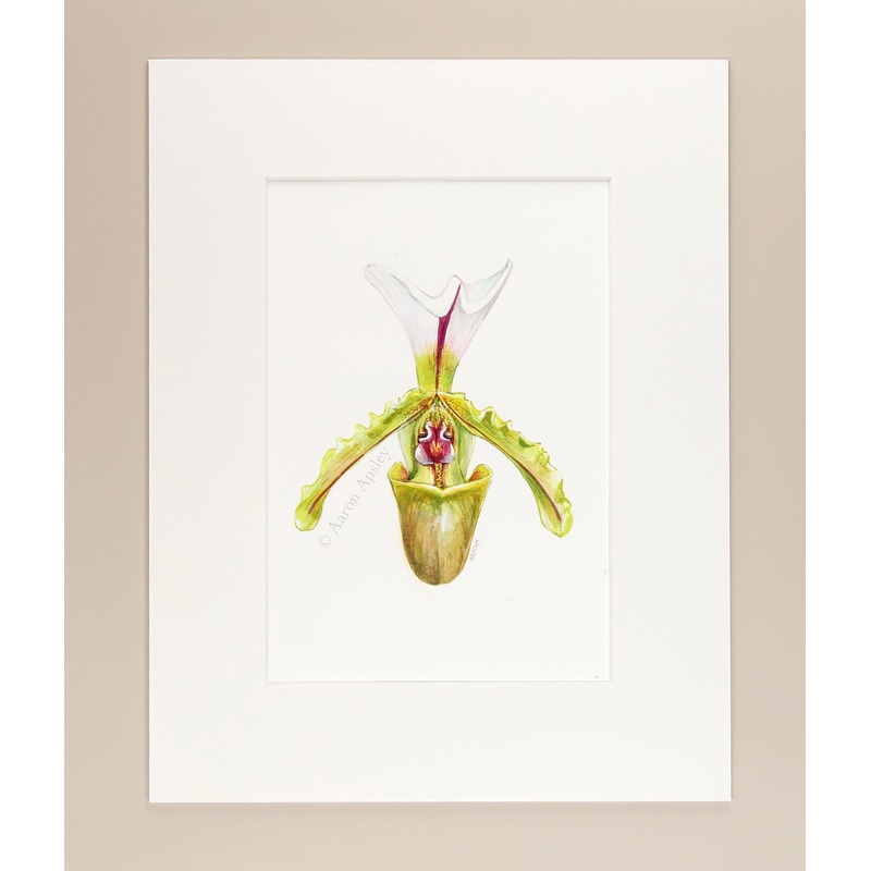 Paphiopedilum spicerianum – Original Watercolor