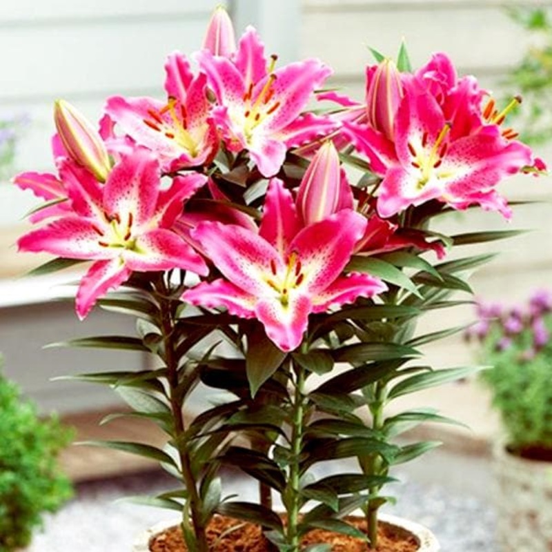 Paradero Oriental Lily (Pink, White) – Bulbs (set of 5)