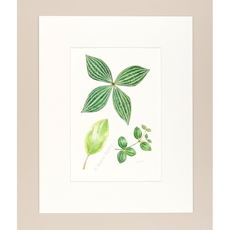 Peperomia Leaves – Original Watercolor