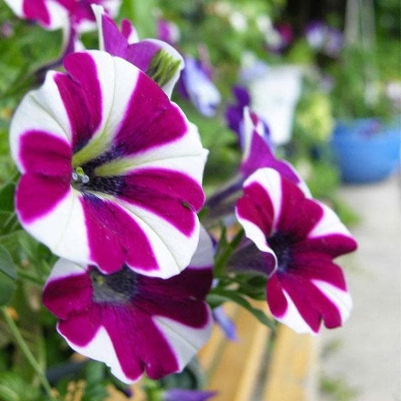 Petunia (Violet with White Strip) – Plant