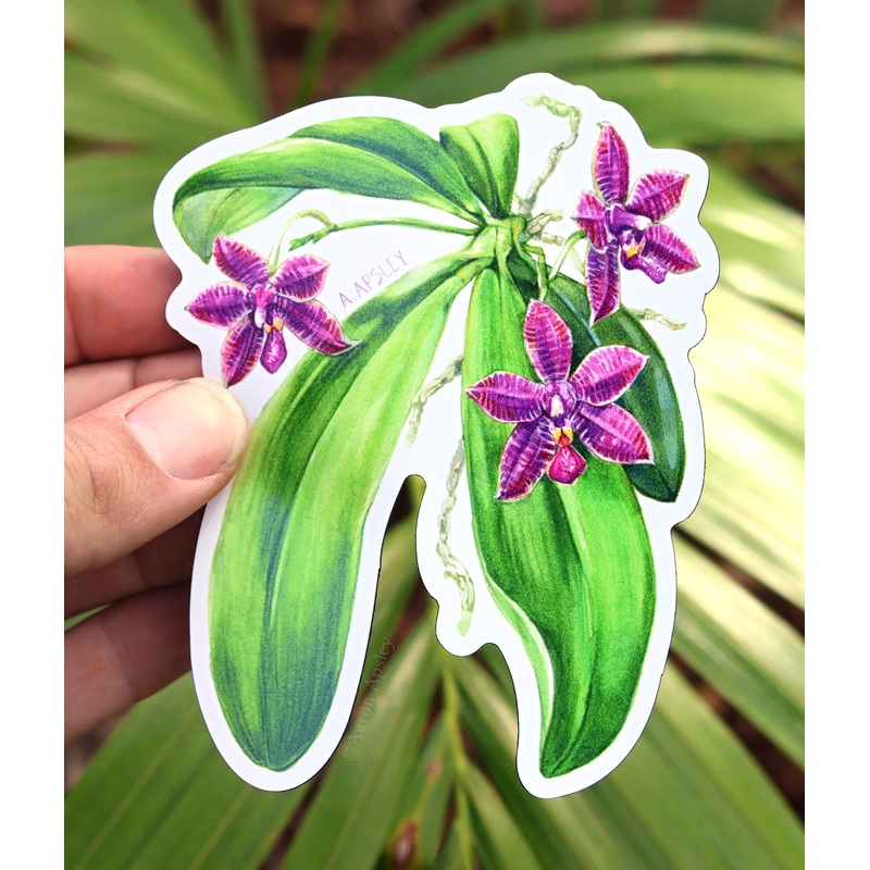Phalaenopsis Hybrid Magnet
