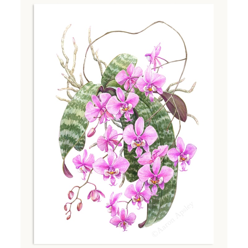 Phalaenopsis schilleriana Print