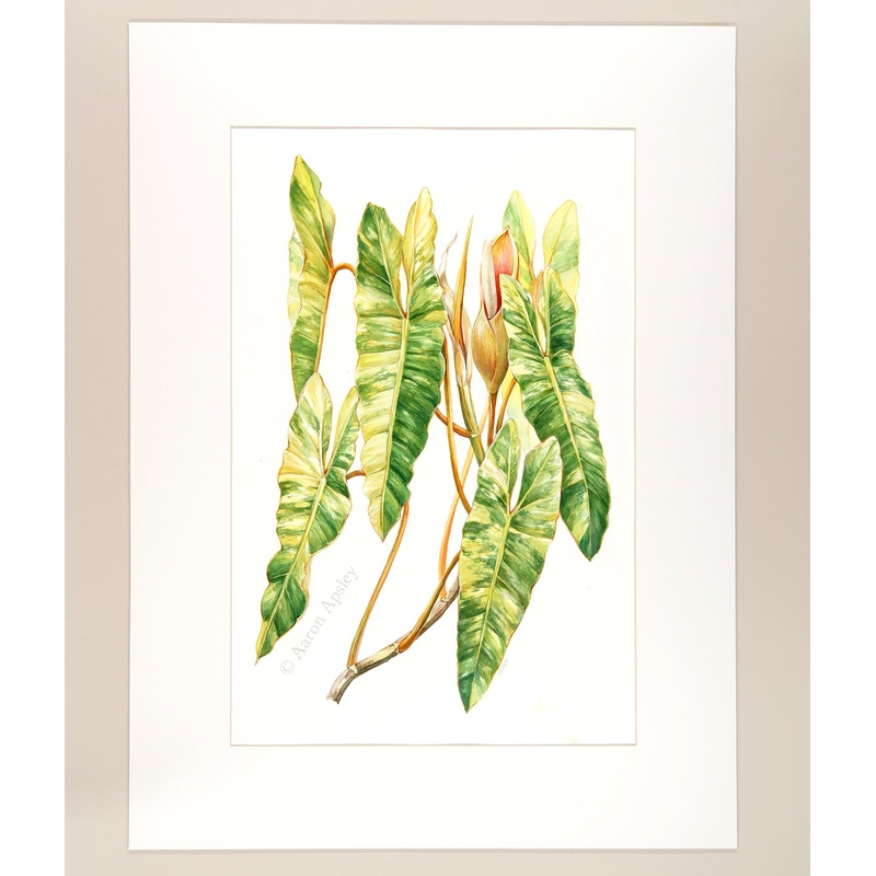 Philodendron billietiae ‘Variegata’ – Original Watercolor