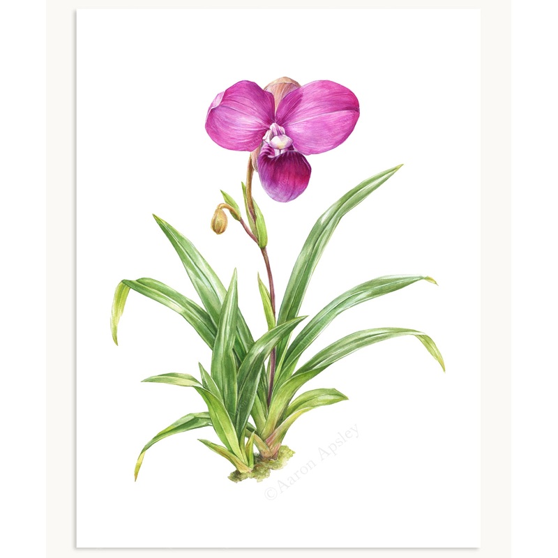 Phragmipedium kovachii Print|8″x10″|11″x14″|12″x16″