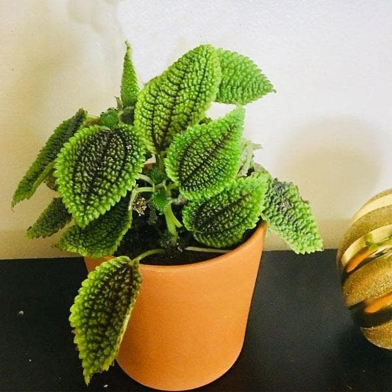 Pilea Mollis, Pilea Moon Valley – Plant
