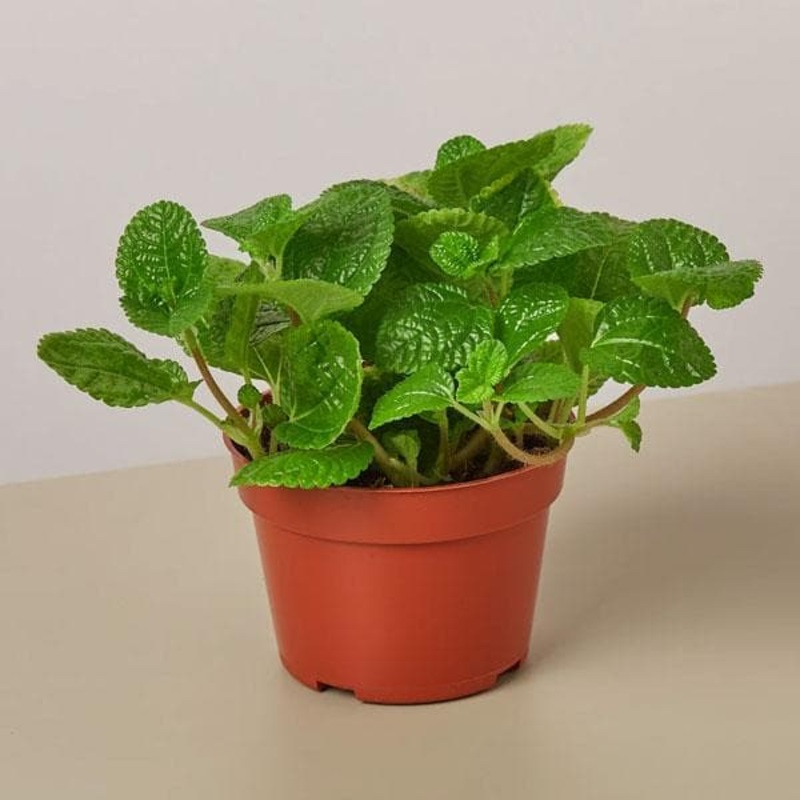 Pilea Nummulariifolia, Creeping Charlie – Plant