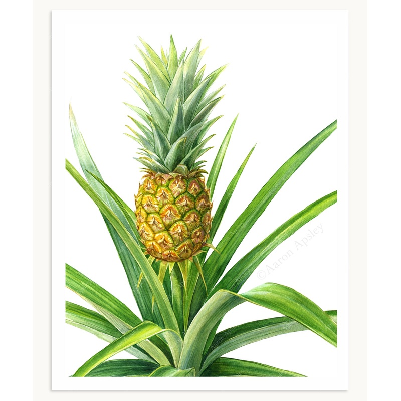 Pineapple Plant Print|8″x10″|11″x14″|12″x16″
