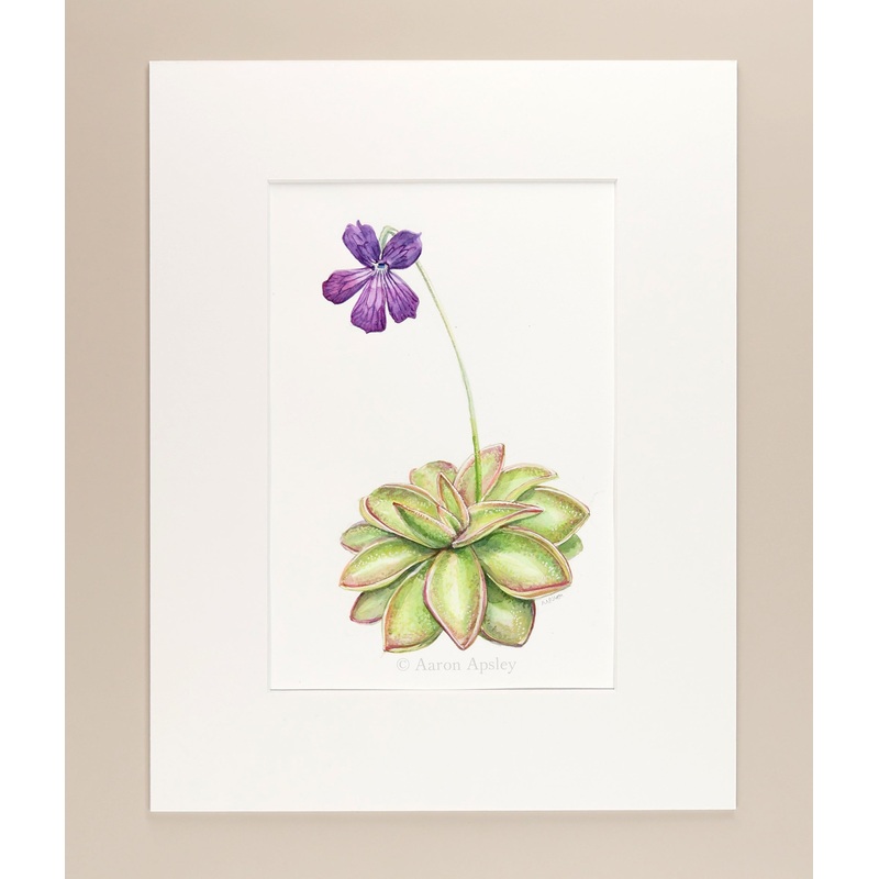 Pinguicula ‘Seductora’ – Original Watercolor
