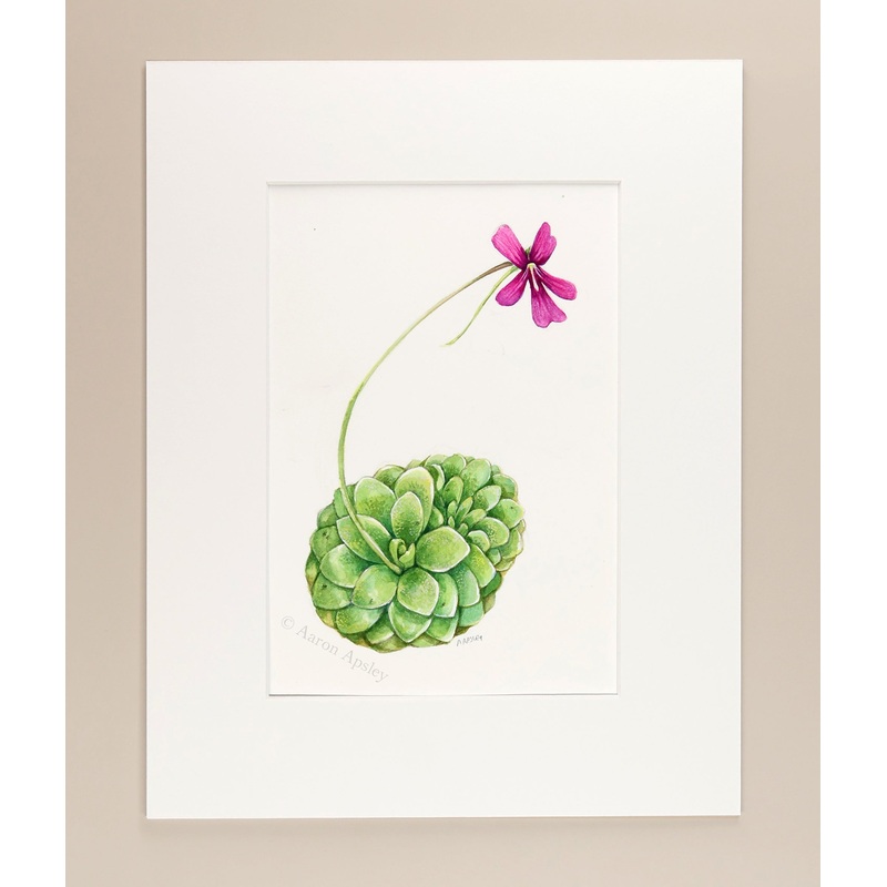Pinguicula Study  – Original Watercolor