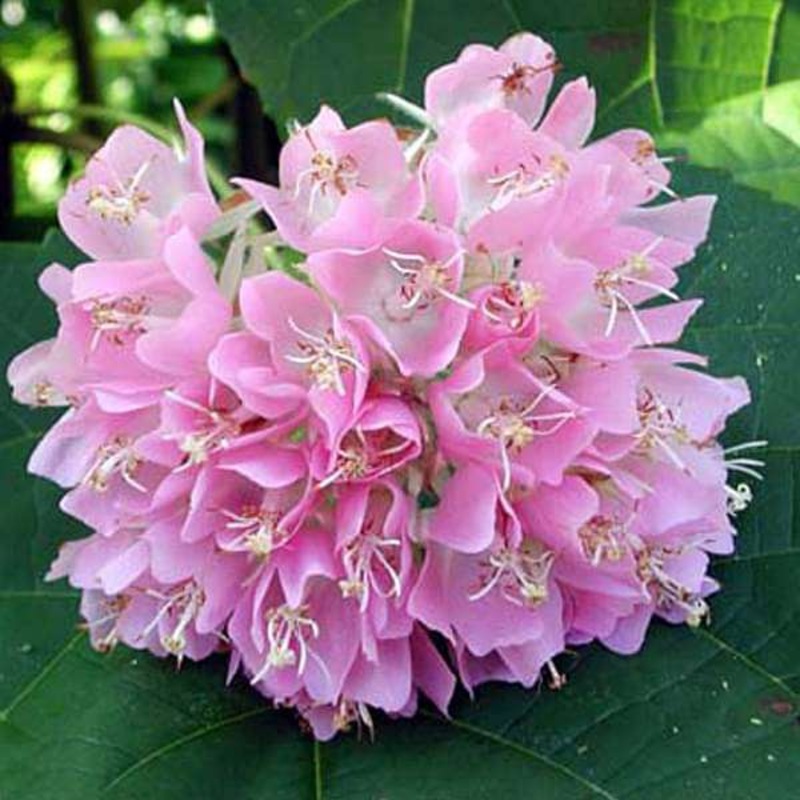 Pink ball tree, Dombeya wallichii, Tassel Dombeya (Pink) – Plant