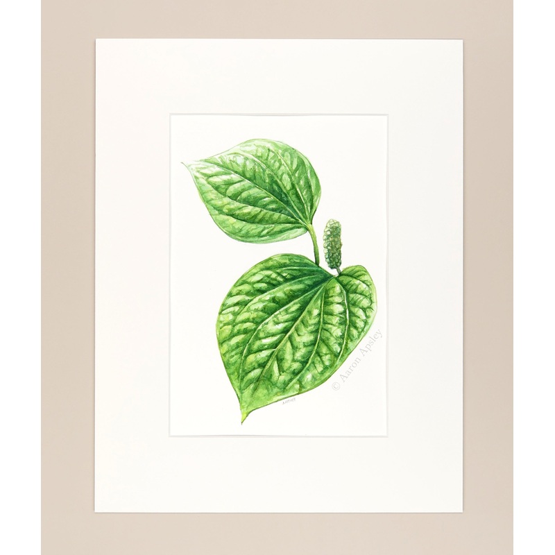 Piper sarmentosum – Original Watercolor