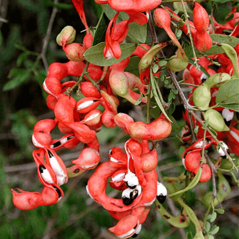 Pithecellobium Dulce, Jungle Jalebi – Plant