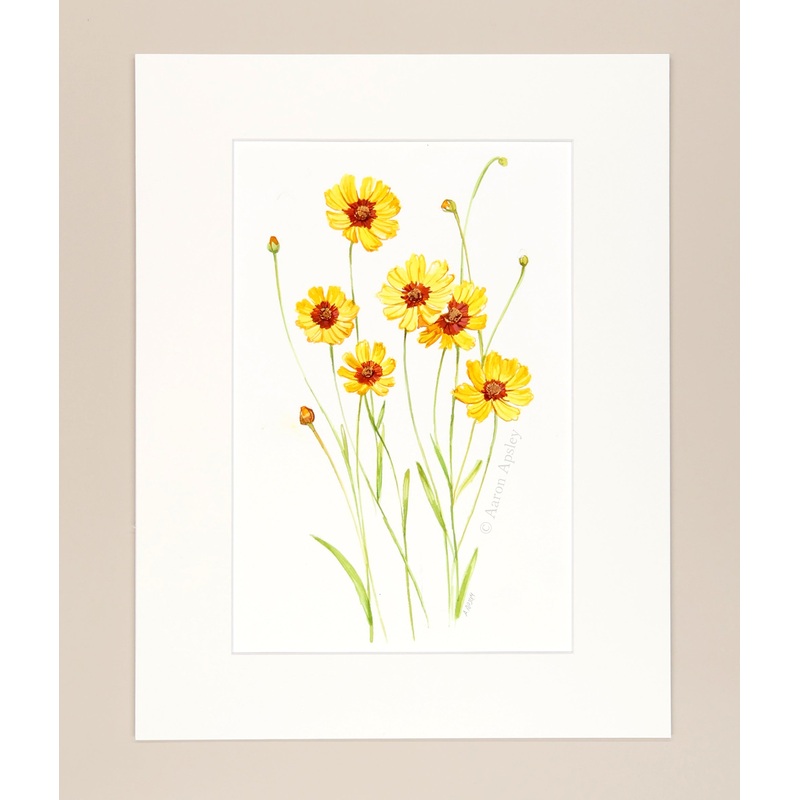 Plains Coreopsis – Original Watercolor