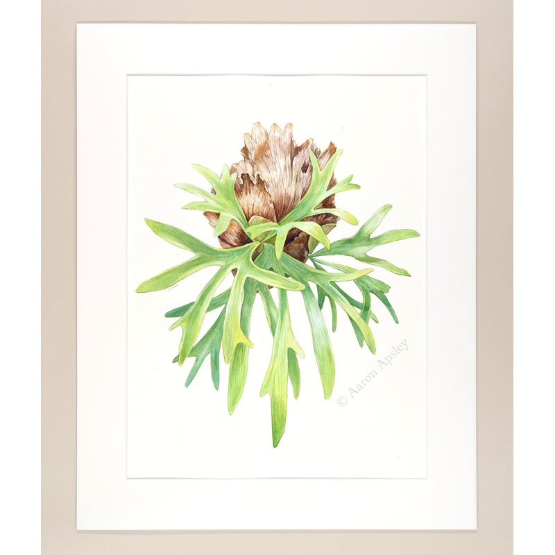 Platycerium bifurcatum – Original Watercolor
