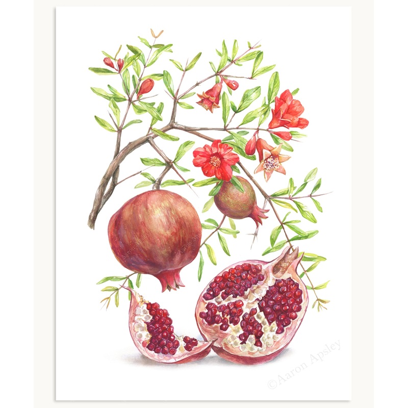 Pomegranate Print|8″x10″|11″x14″|12″x16″