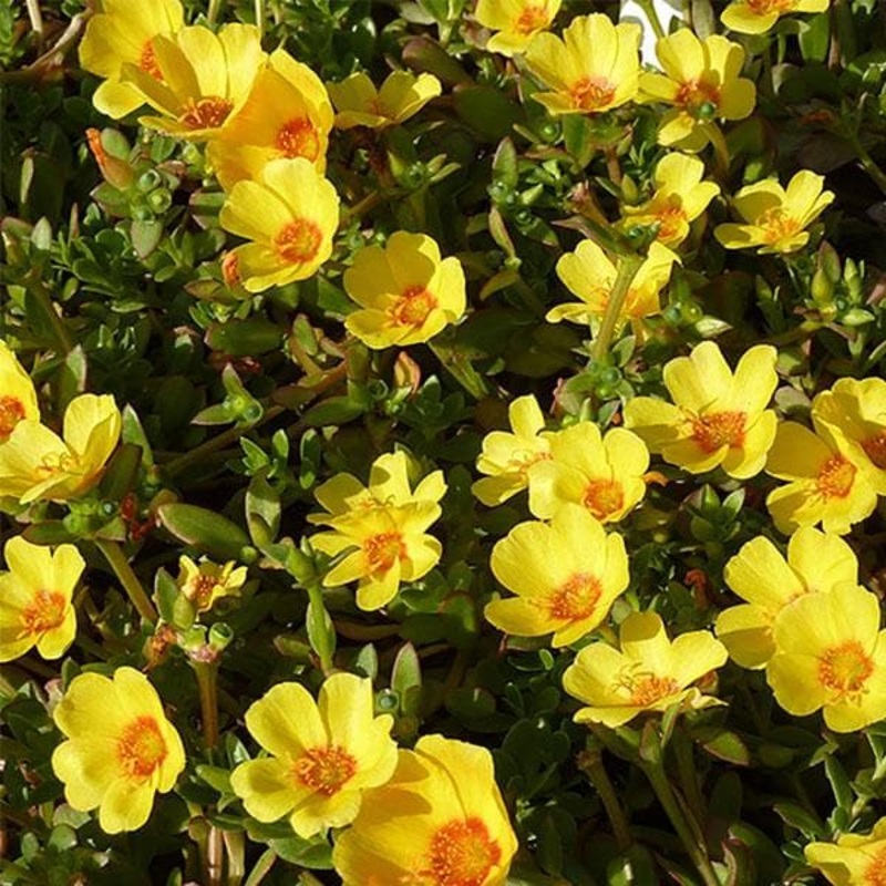 Portulaca, 10 O Clock (Yellow) – Plant