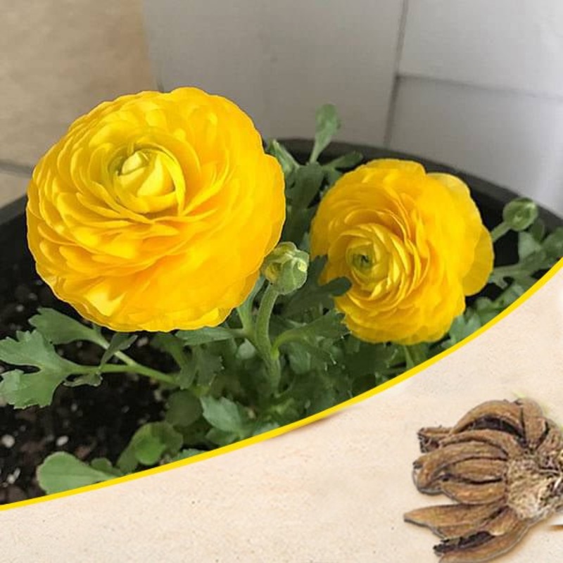 Ranunculus (Yellow) – Bulbs (set of 5)