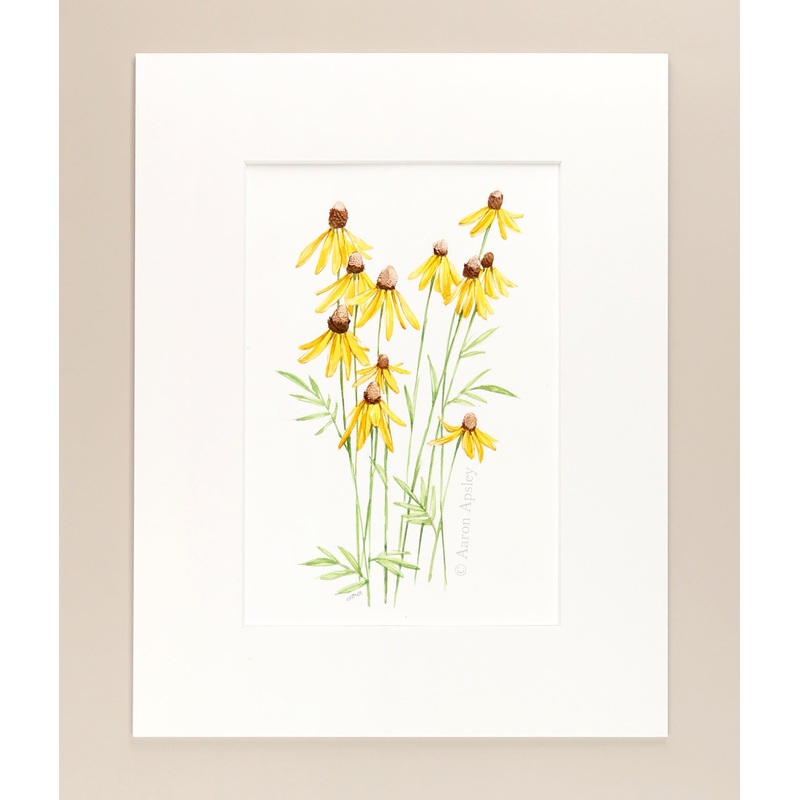 Ratibida pinnata – Original Watercolor