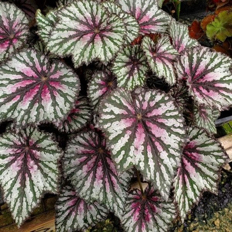 Rex Begonia Wenke Sunbelt – Plant