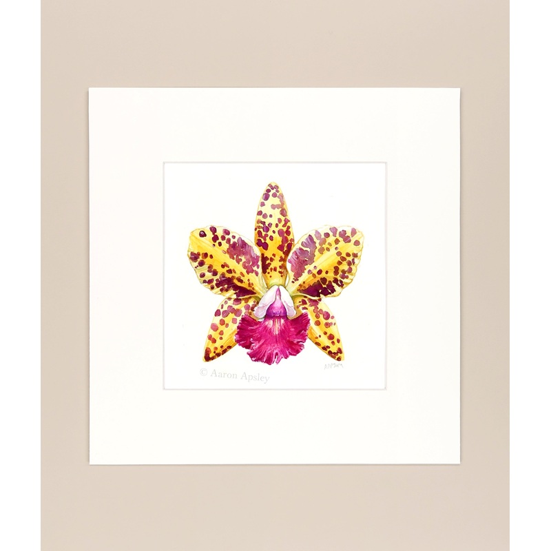 Rhyncholaeliocattleya Sun Spots – Original Watercolor