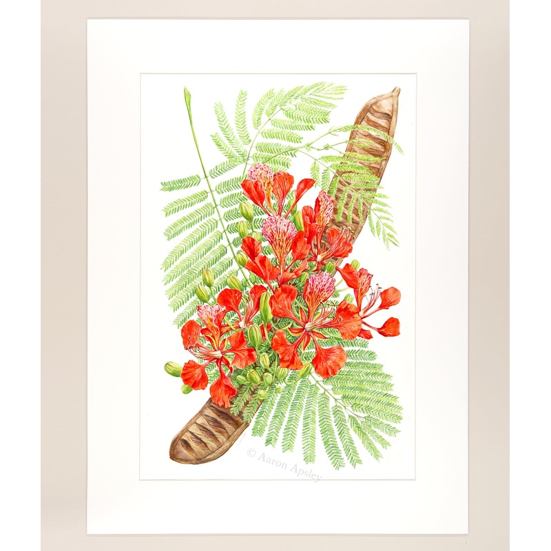 Royal Poinciana – Original Watercolor