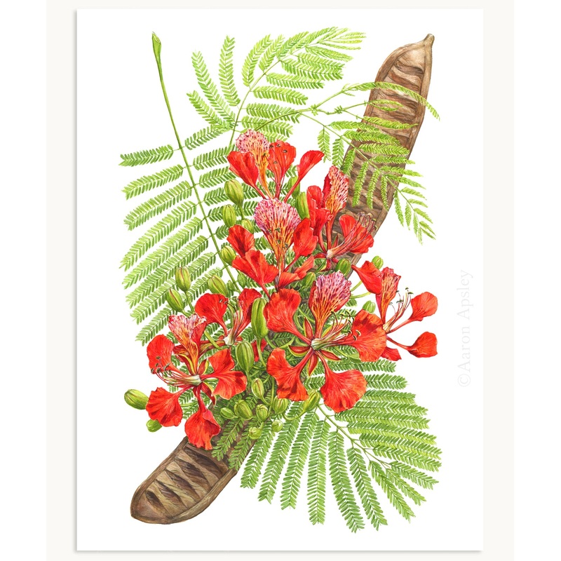 Royal Poinciana Print|8″x10″|11″x14″|12″x16″