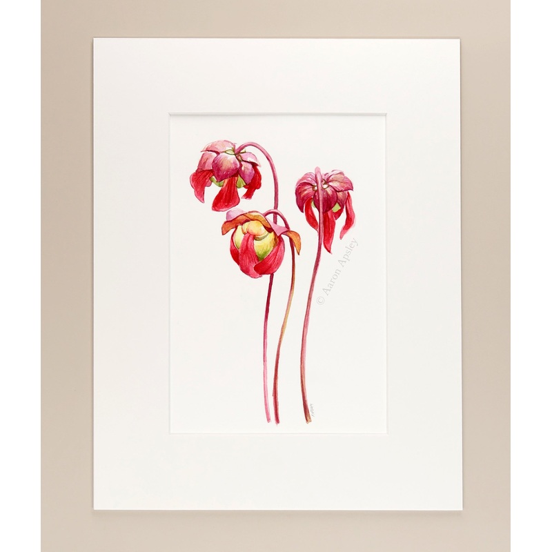 Sarracenia flowers – Original Watercolor