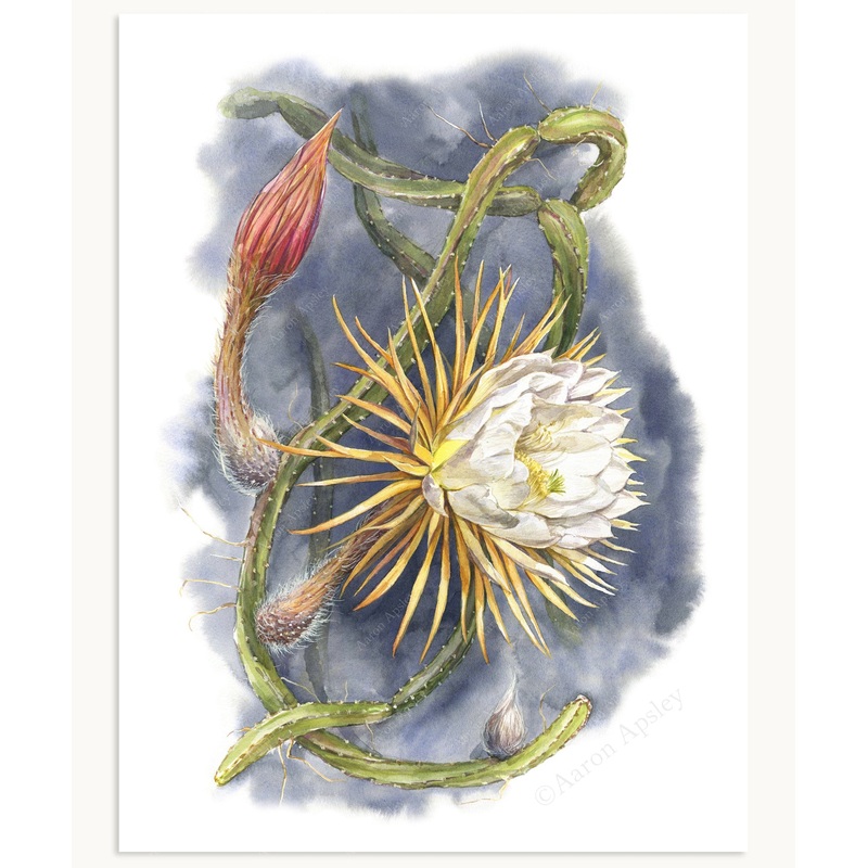 Selenicereus pteranthus Print|8″x10″|11″x14″|12″x16″