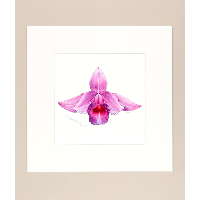 Sobralia decora – Original Watercolor
