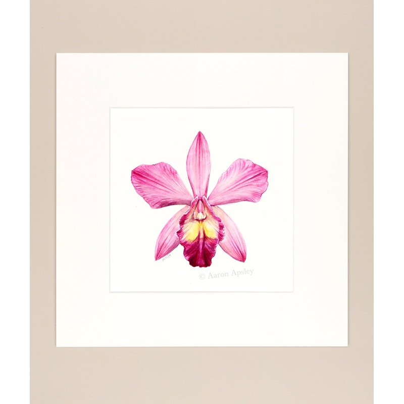 Sophrolaeliocattleya hybrid – Original Watercolor
