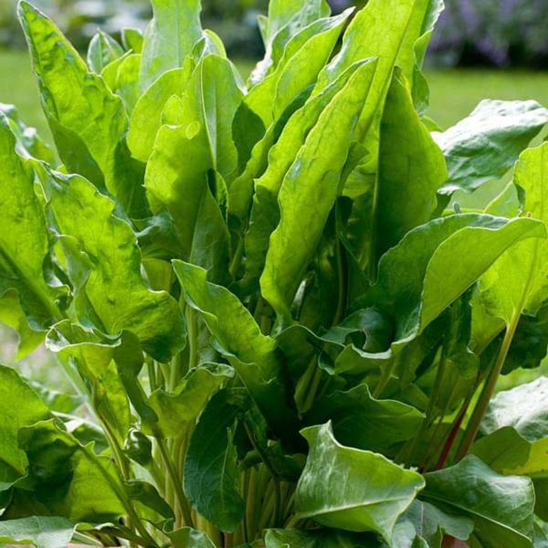 Sorrel Herb – Herb Seeds
