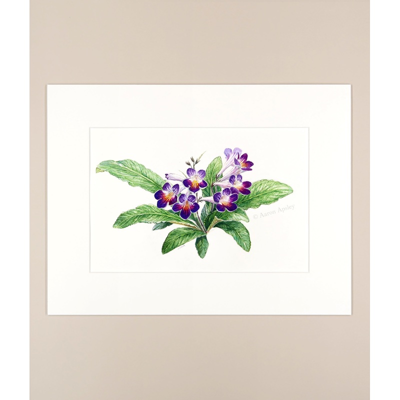 Streptocarpus – Original Watercolor