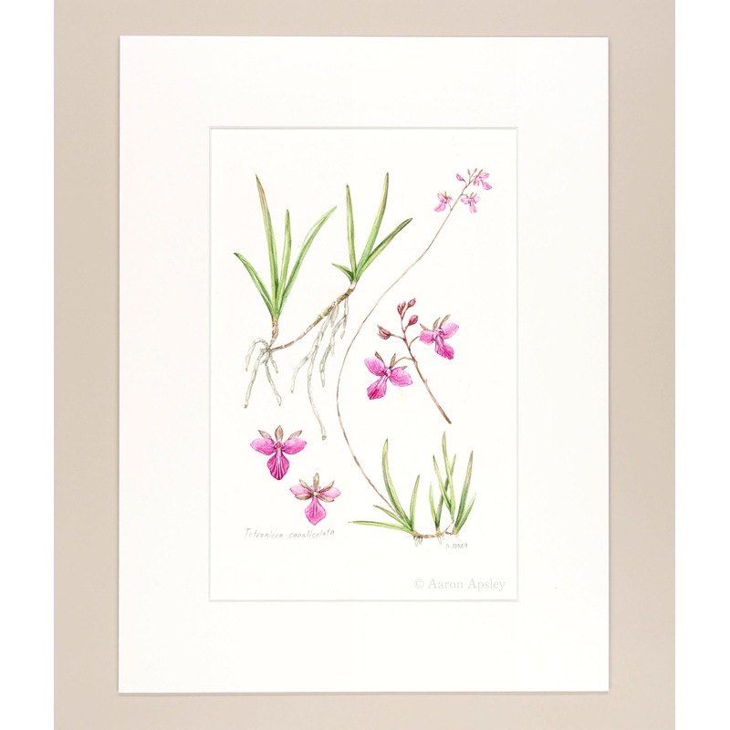 Tetramicra canaliculata  – Original Watercolor