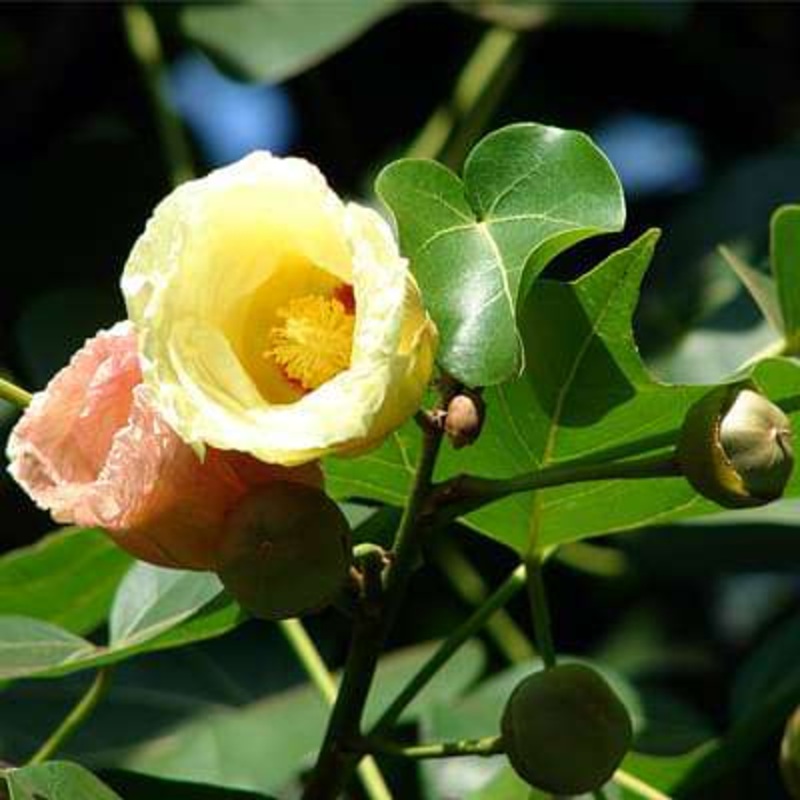 Thespesia Populnea, Portia Tree – Plant