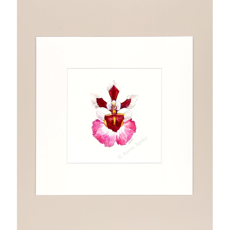 Tolumnia ‘Pink Panther’ – Original Watercolor