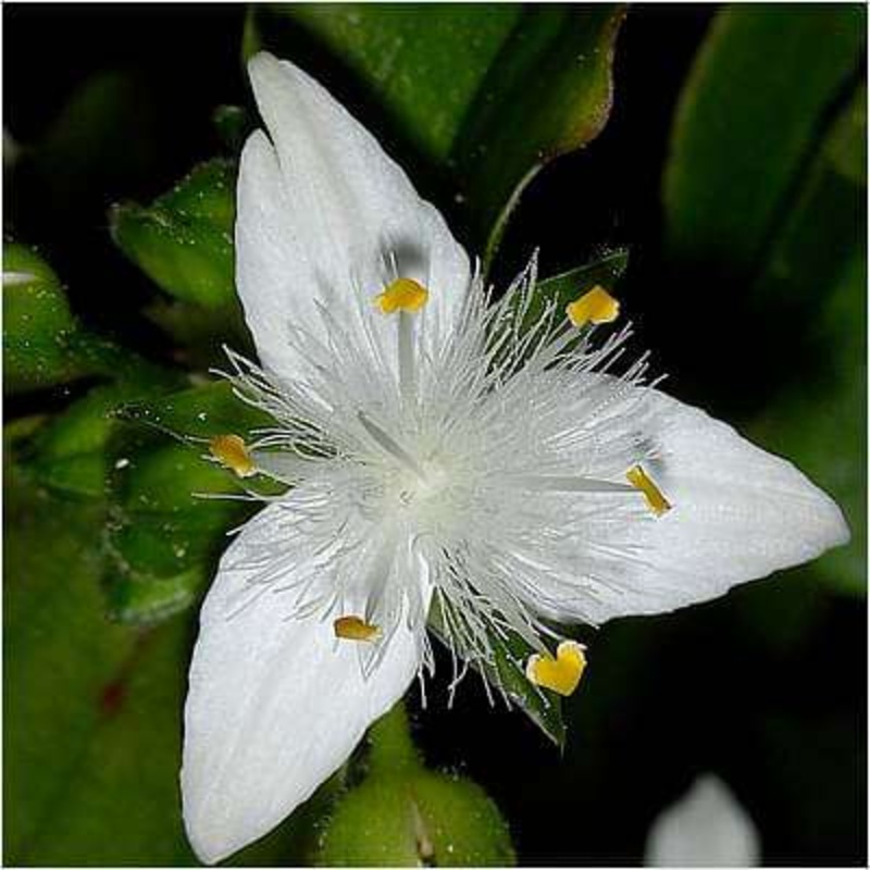 Tradescantia fluminensis – Plant