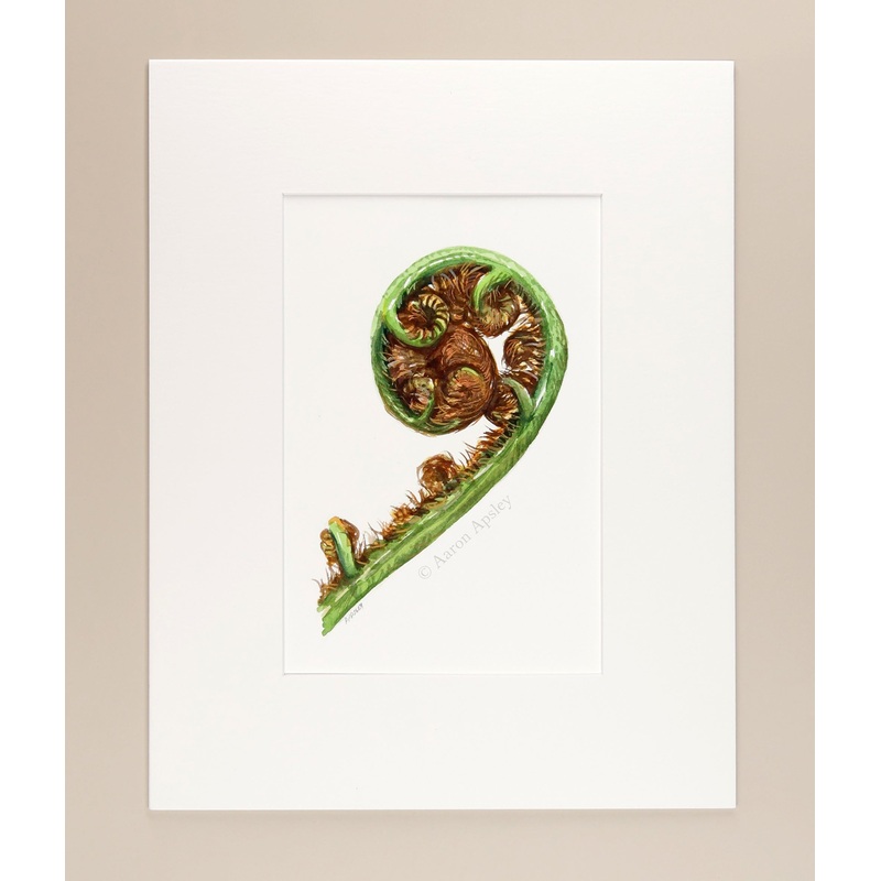 Tree Fern Fiddlehead – Original Watercolor