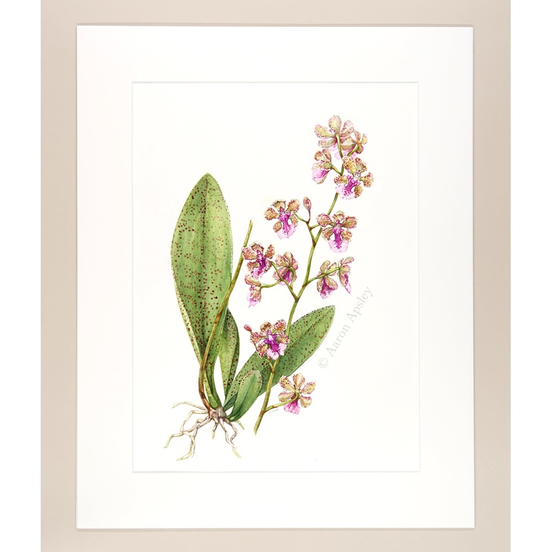Trichocentrum Ollie Palmer – Original Watercolor