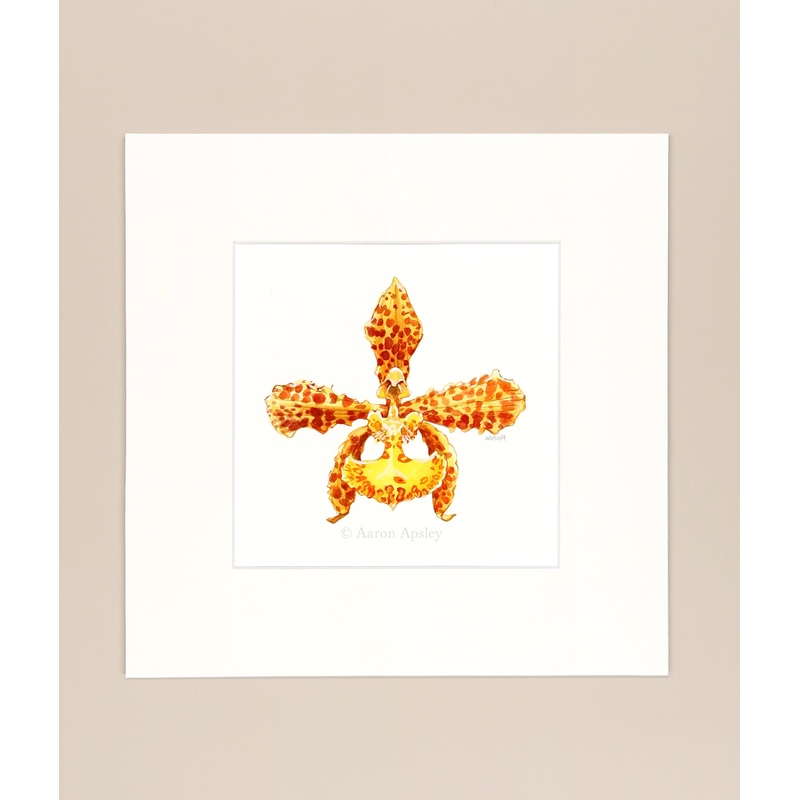Trichocentrum stacyi – Original Watercolor
