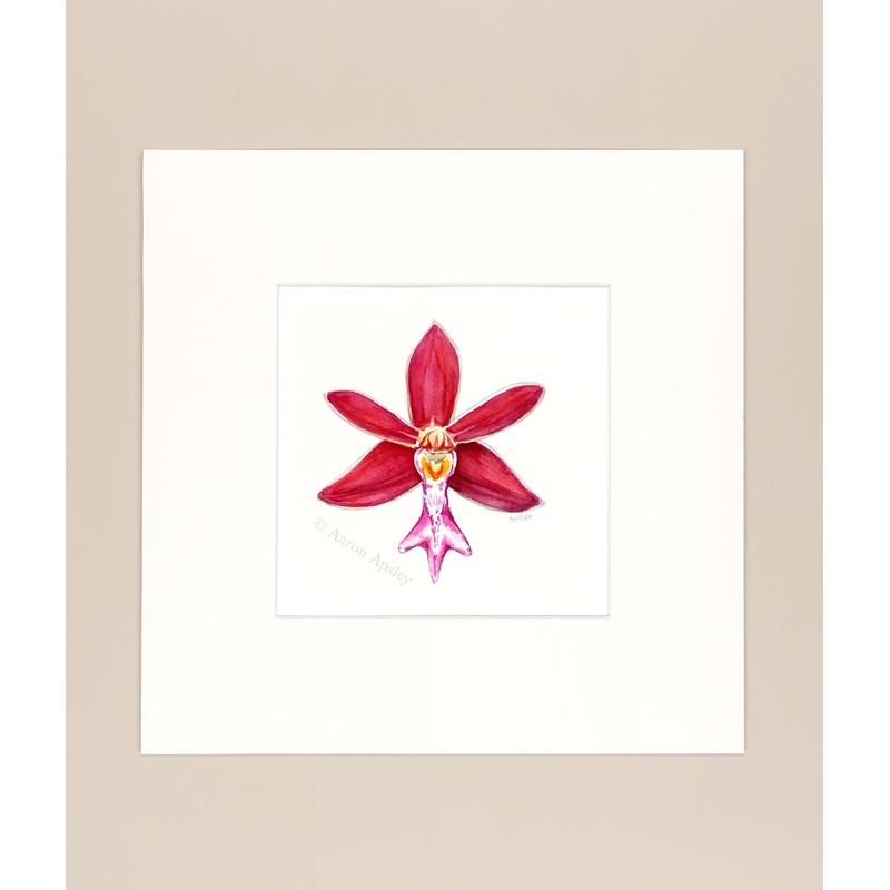 Trichoglottis atropurpurea – Original Watercolor