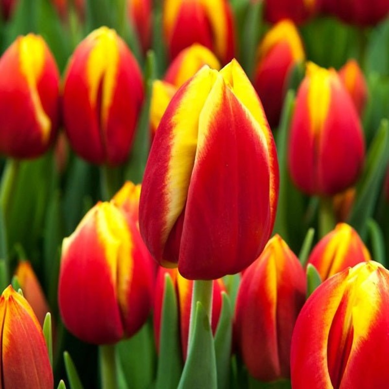Tulip Dow Jones (Red, Yellow) – Bulbs