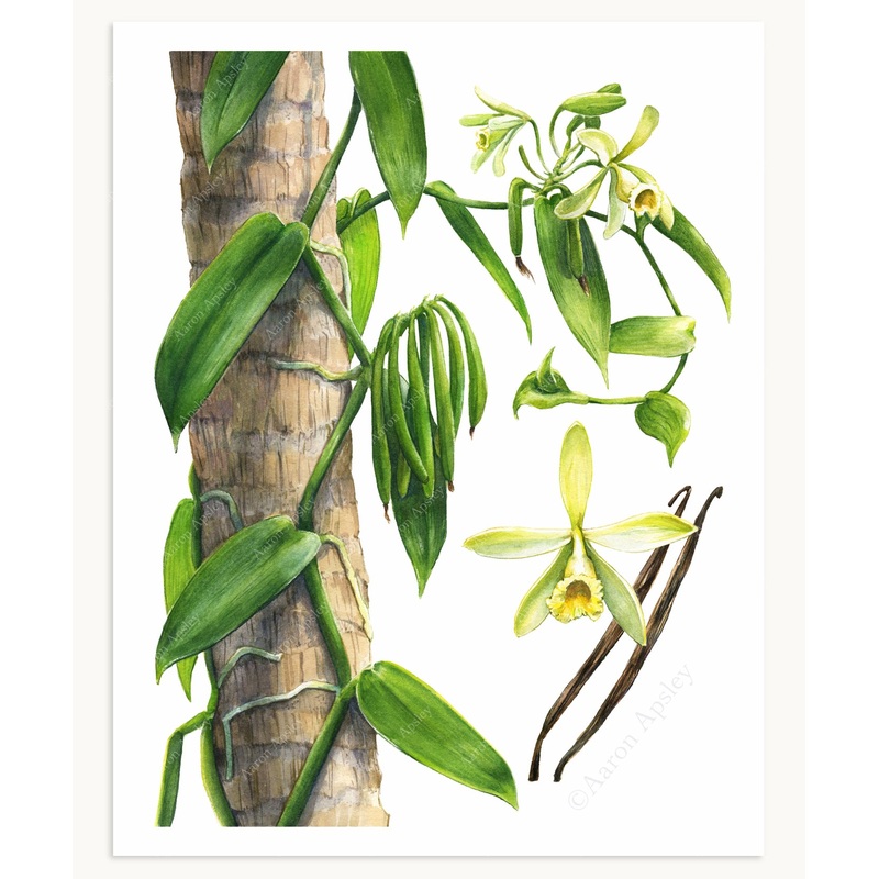Vanilla Orchid Print|8″x10″|11″x14″|12″x16″