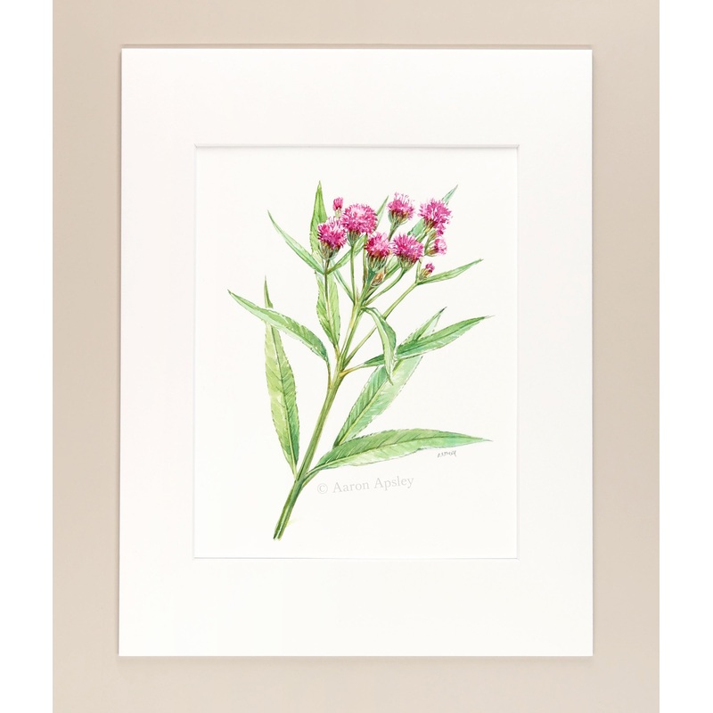 Vernonia fasciculata – Original Watercolor