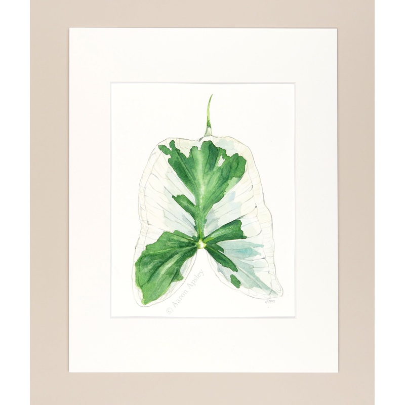 Xanthosoma sagittifolium – Original Watercolor