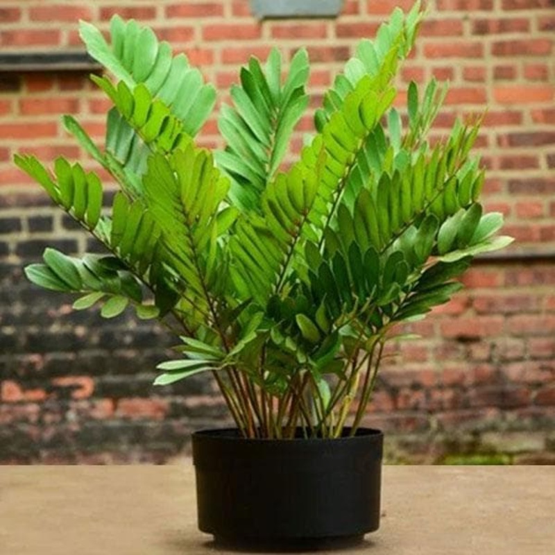 Zamia Furfuracea – Plant