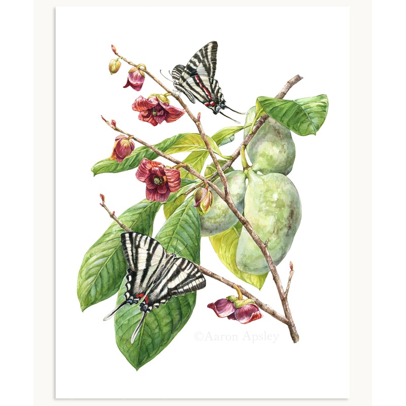 Zebra Swallowtail & Pawpaw Print