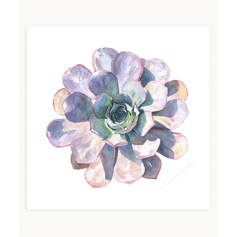 Aeonium Print|8″x8″|10″x10″|12″x12″