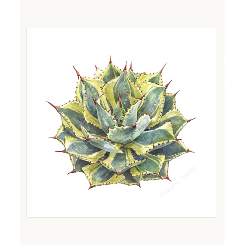 Agave ‘Kissho Kan’ Print|8″x8″|10″x10″|12″x12″