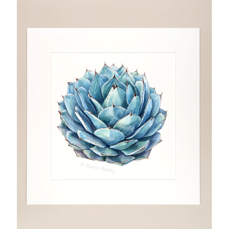 Agave parryi – Original Watercolor